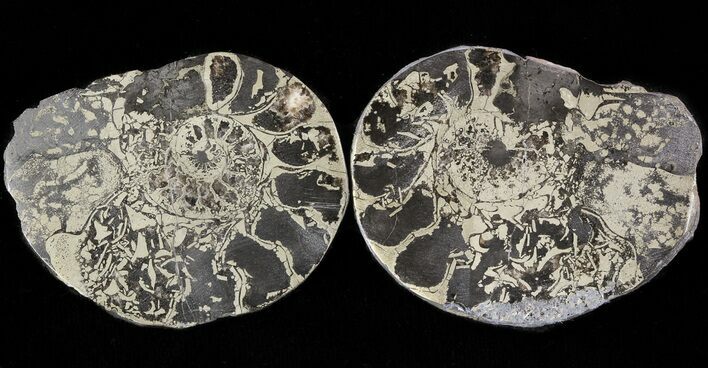 Pyritized Ammonite Fossil Pair - Cyber Monday Deal! #48082